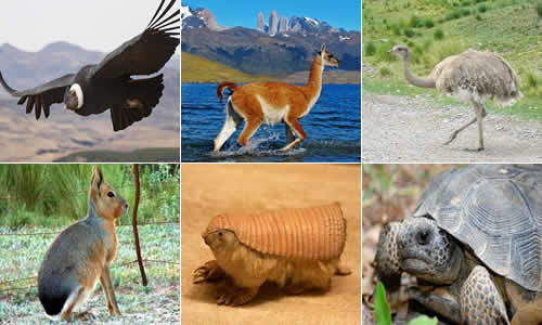 Animales (condor choique guanaco tortuga liebre pichiciego) protegidos en Mendoza Argentina