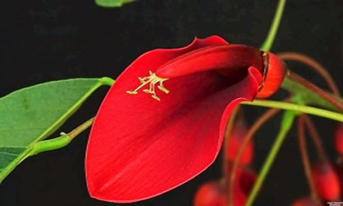 Flor Nacional de Argentina El Ceibo