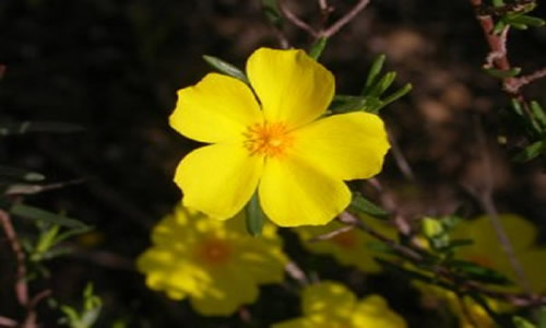 Flor de la Jarilla en Mendoza Argentina