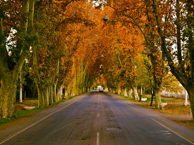 Alameda General Alvear Mendoza Argentina