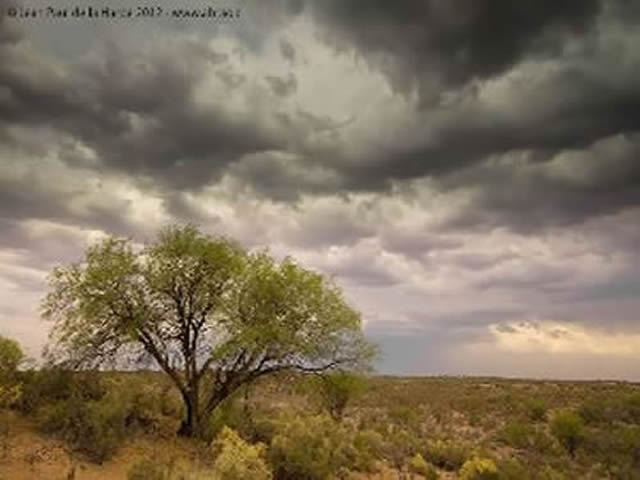 Bosque Telteca Lavalle Mendoza Argentina