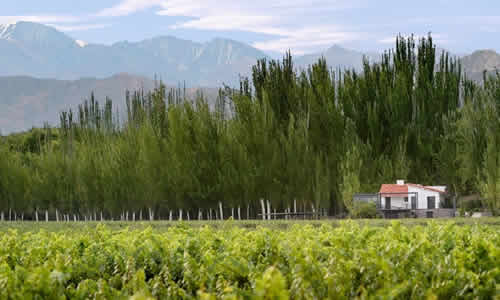 Finca Bandini Las Compuertas Lujan de Cuyo Mendoza Argentina