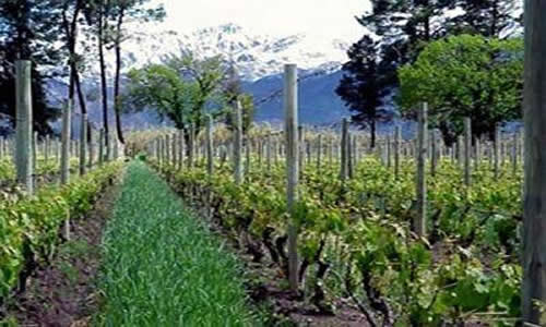 Perdriel Lujan de Cuyo Mendoza Argentina